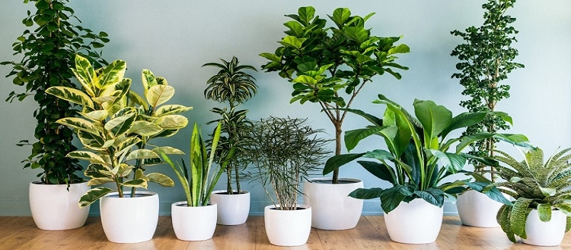 Top Ways To Include Houseplants Inside Your Home
