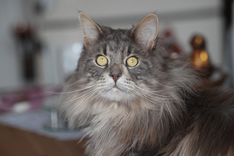 Common Cat Breeds Every Feline Lover Should Know