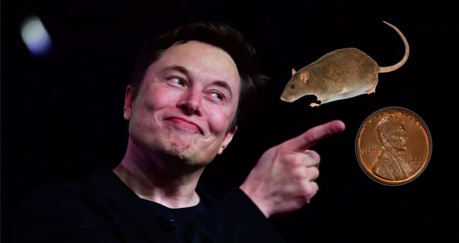 RatCoin Elon Musk’s Cryptocurrency Owns The World 2022